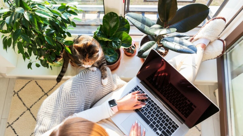 zzp'er werkt op de laptop bij het raam met planten en kat